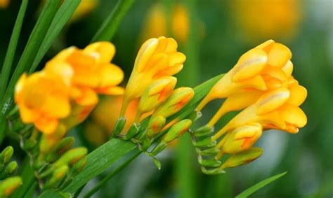 what does freesia smell like.